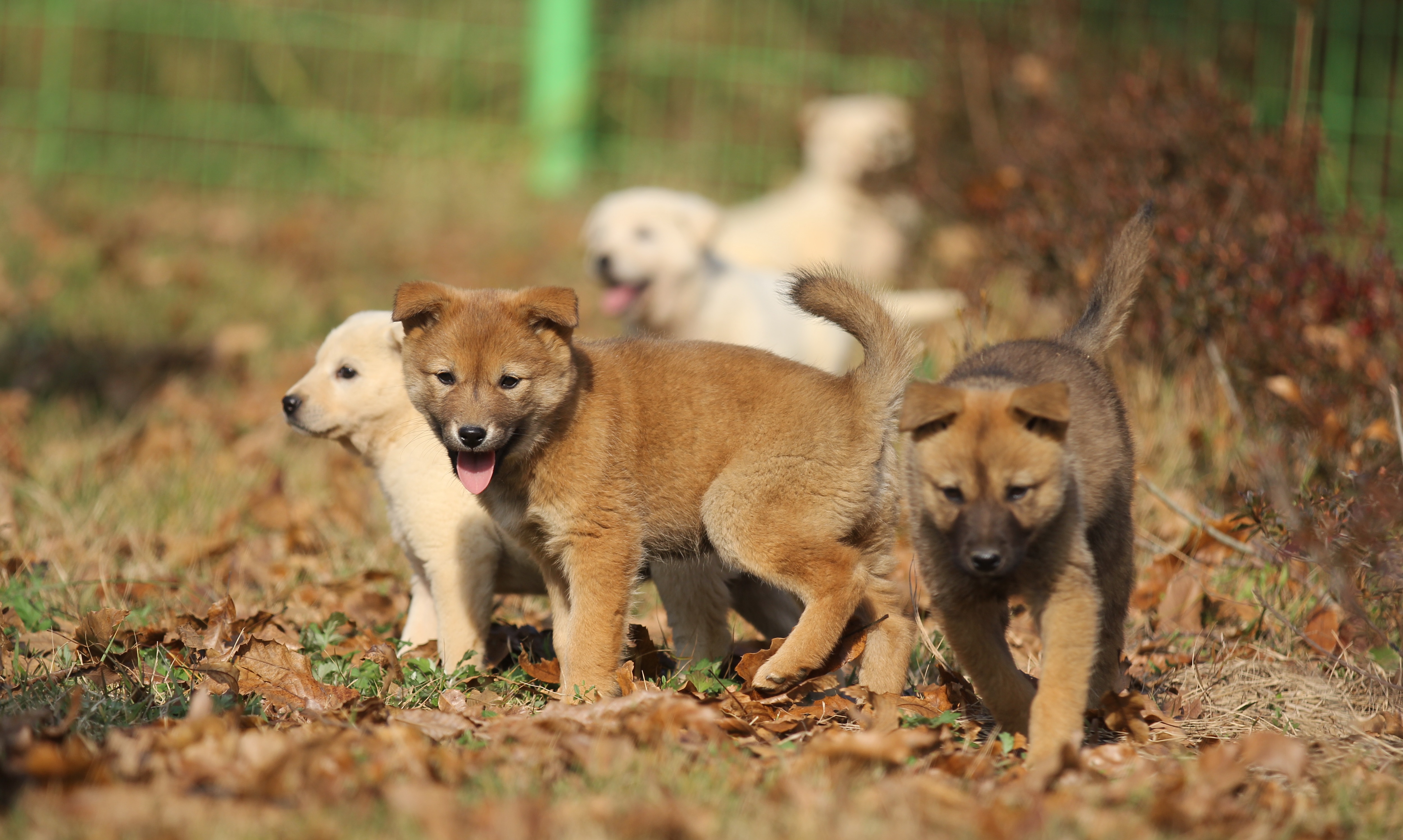 진도개와 함께하는 어질리티·공연·경주, 3월 1일부터 시작 이미지