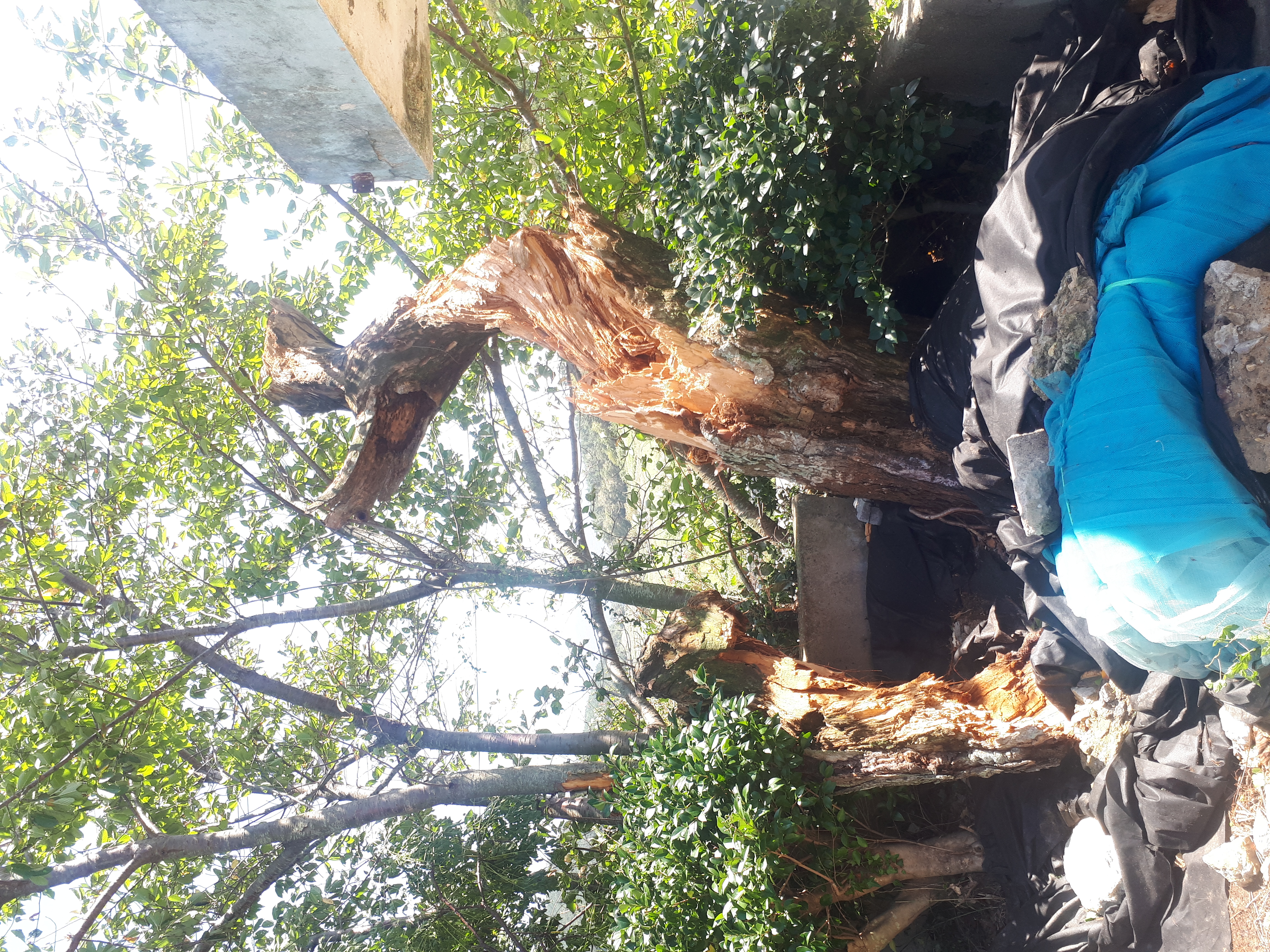 우리동네 일등민원해결사! 조도소방대원님들을 칭찬합시다 첨부#1