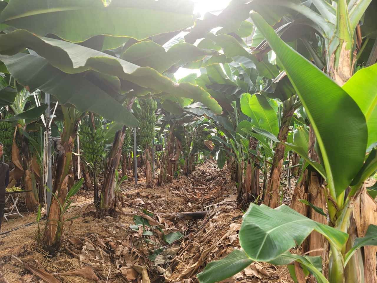 무농약 친환경 바나나, 진도군 수확 한창 이미지