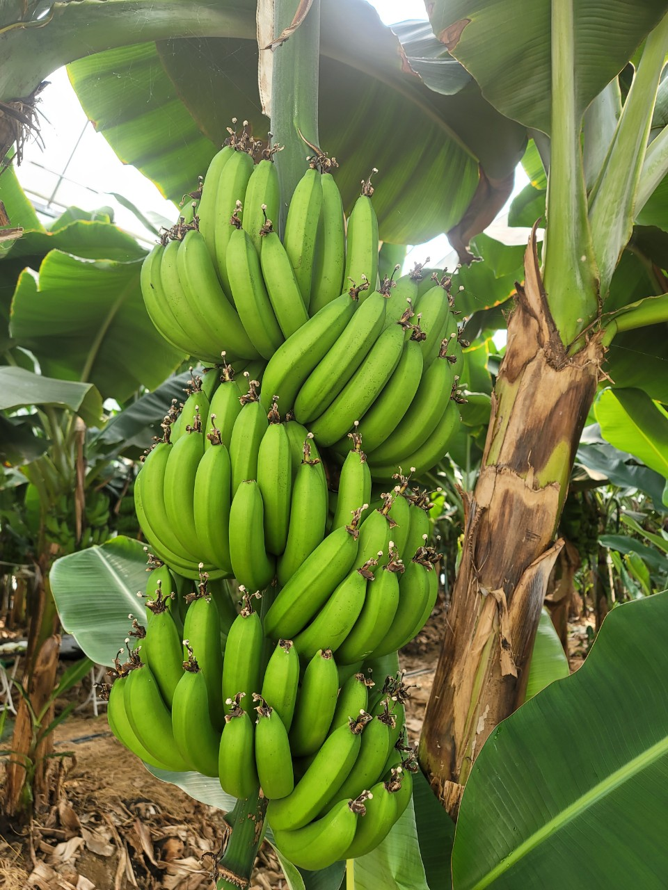 무농약 친환경 바나나, 진도군 수확 한창 첨부#2