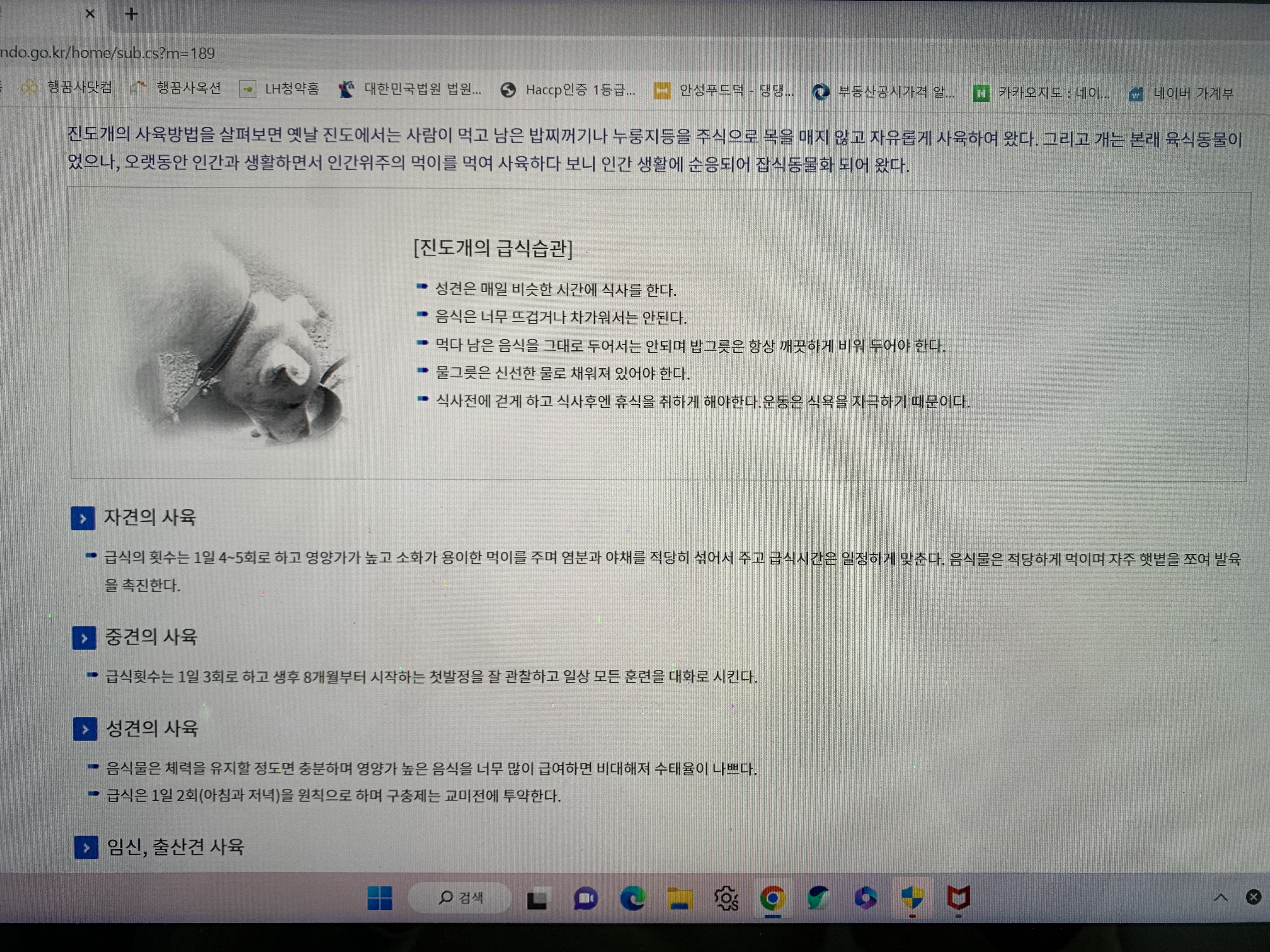 진도개 관리 및 진도군 내의 강아지 관련문의 첨부#1