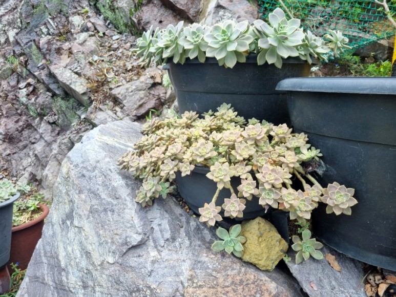 숨품항을 더욱 아름답게 가꾸어 준 조정우님을 칭찬합니다. 첨부#4