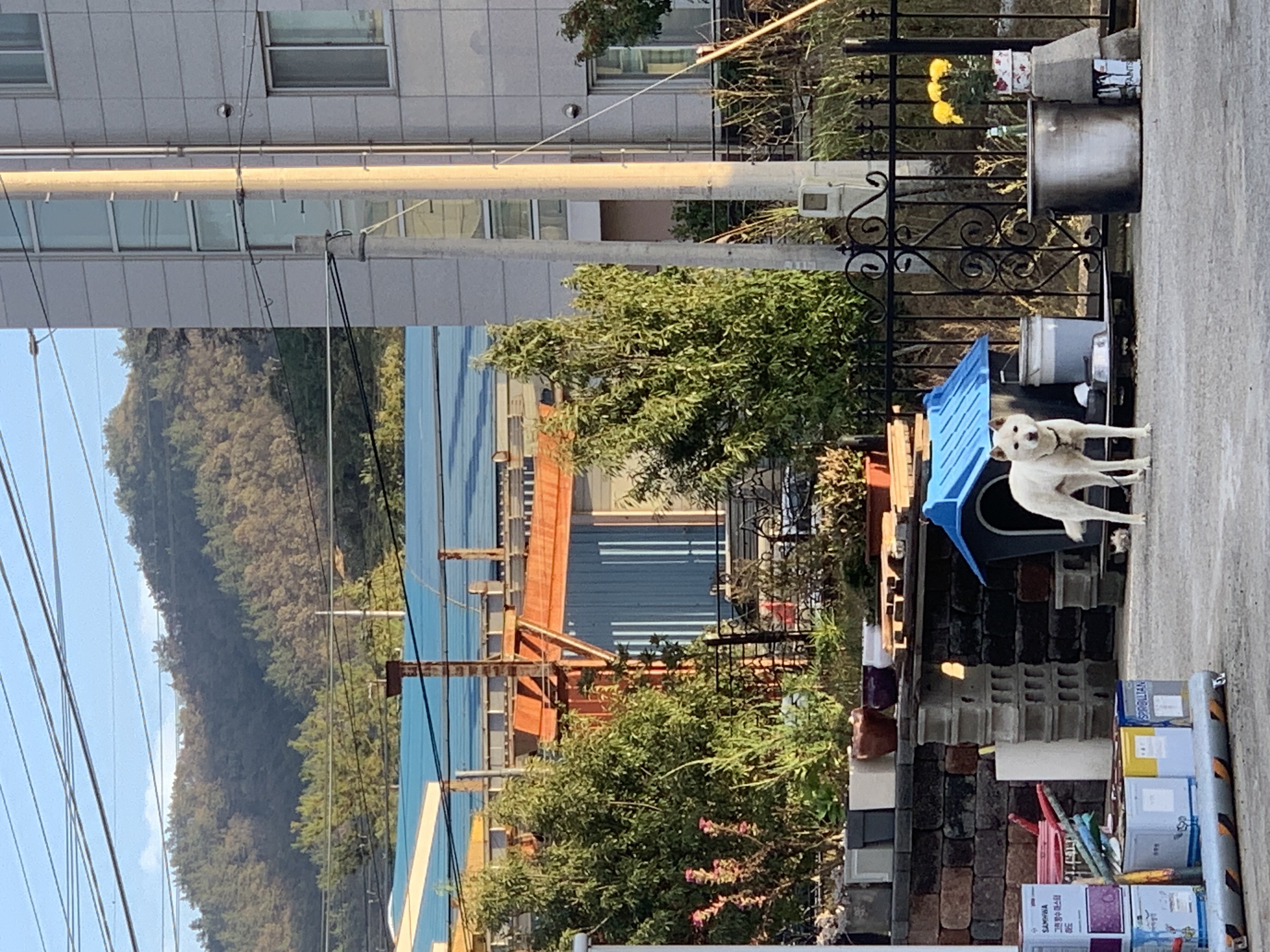 묶여있는 개들 조치 첨부#1