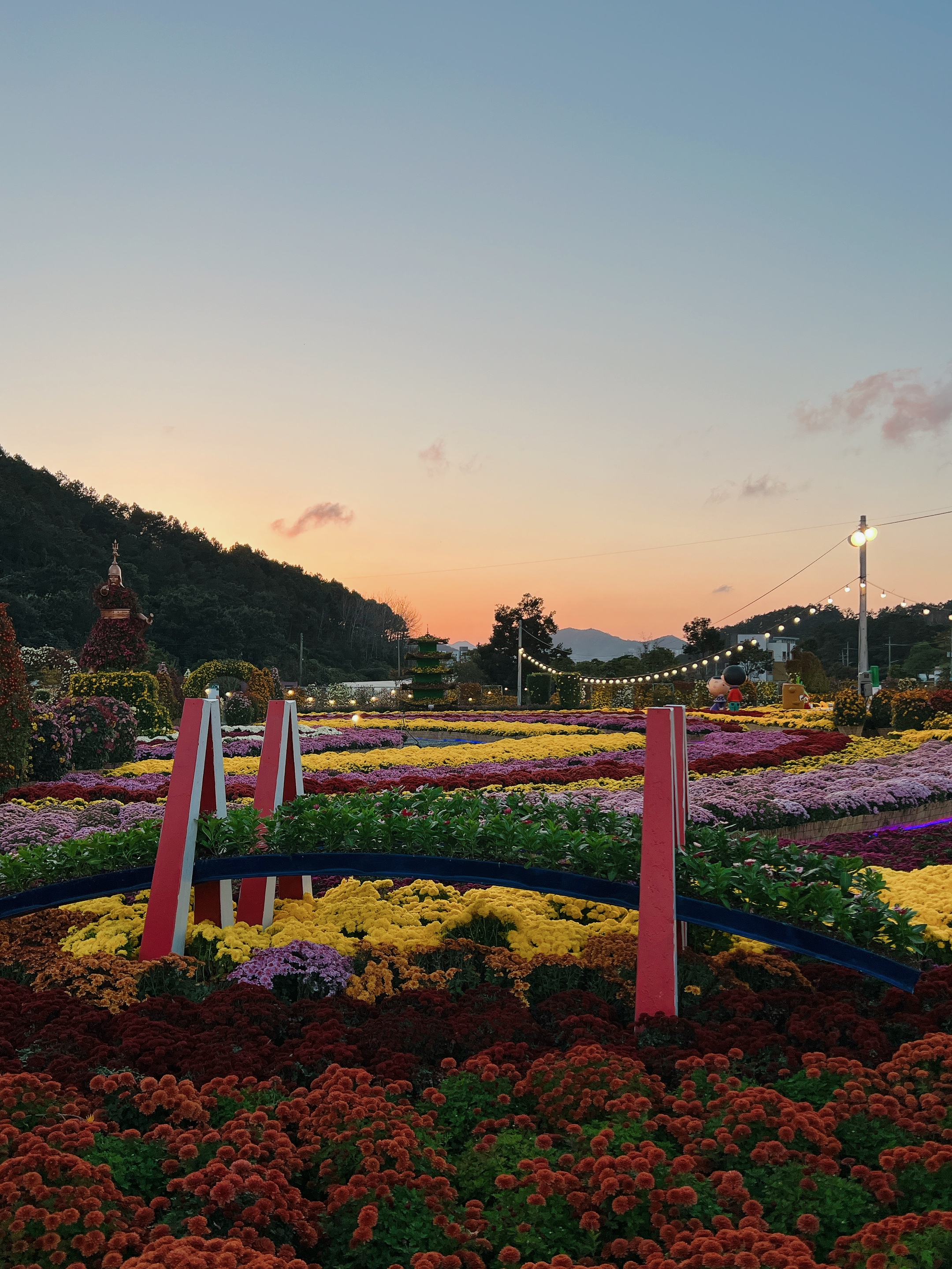 진도 국화축제 잘 즐기다 가요~ 첨부#3