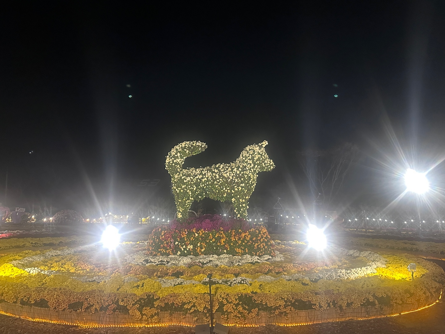 진도 국화축제 잘 즐기다 가요~ 첨부#4