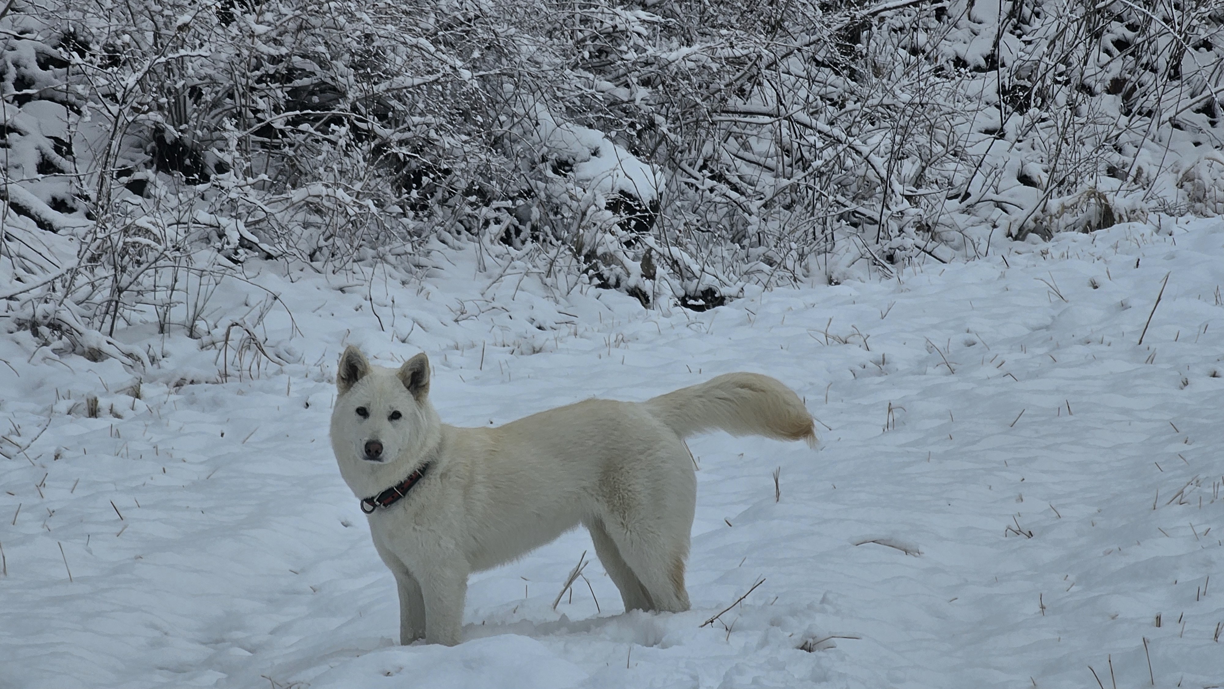 진돗개 분양 첨부#1
