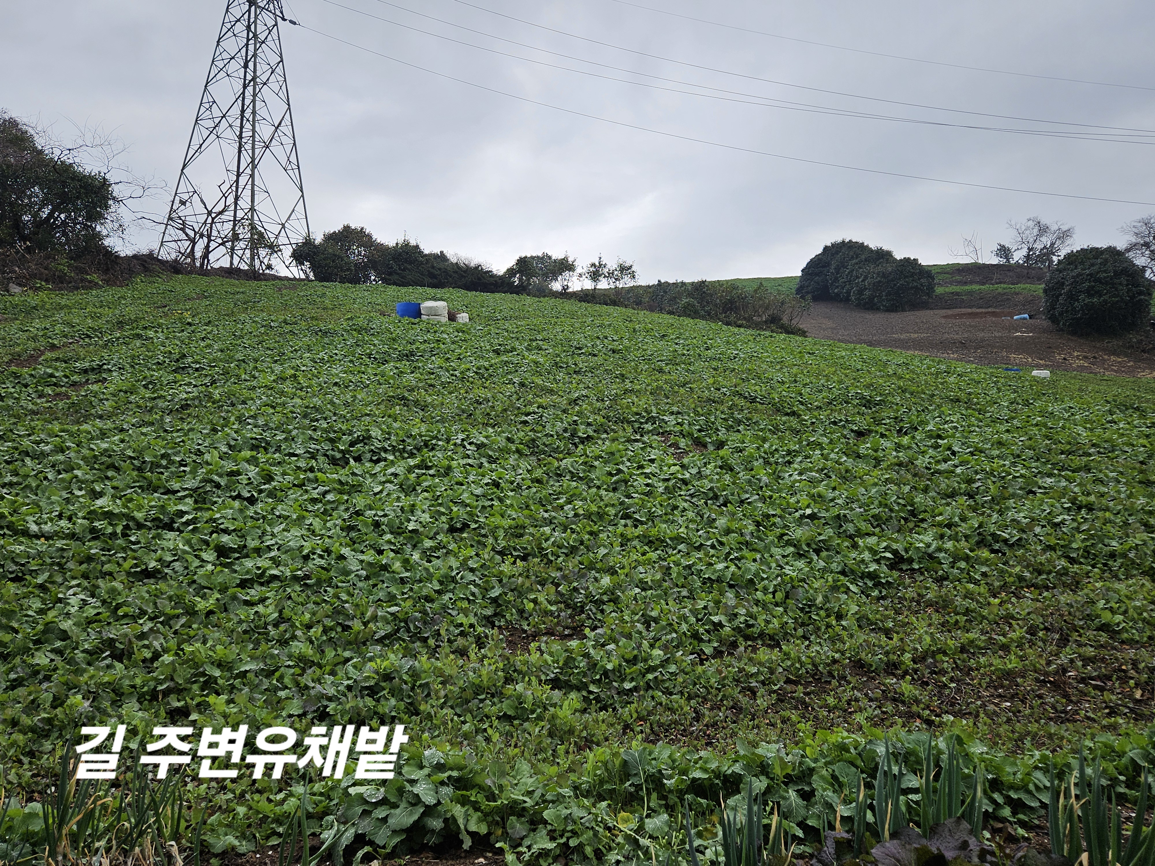 진도군 화이팅!감사드립니다. 첨부#1