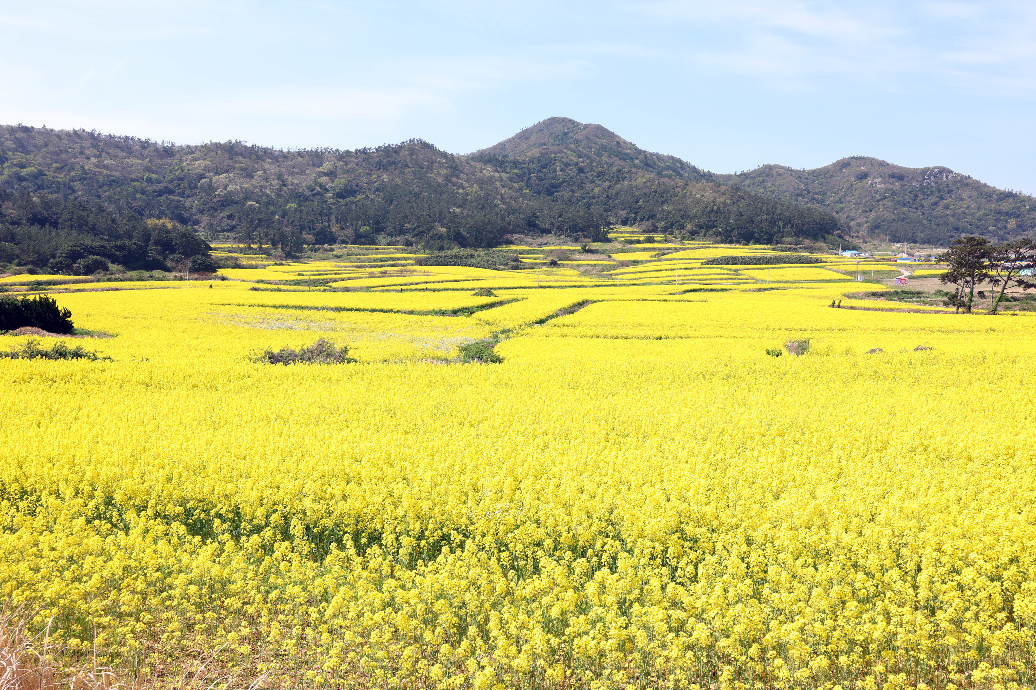 진도군 기관장협의회 관매도 유채꽃축제 참여 첨부#5