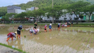 2024 벼 품종 비교 전시포 손 모내기 이미지