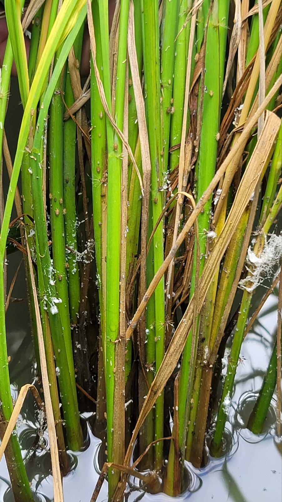 진도군, ‘벼멸구 방제·예찰 총력전 선포’ 이미지