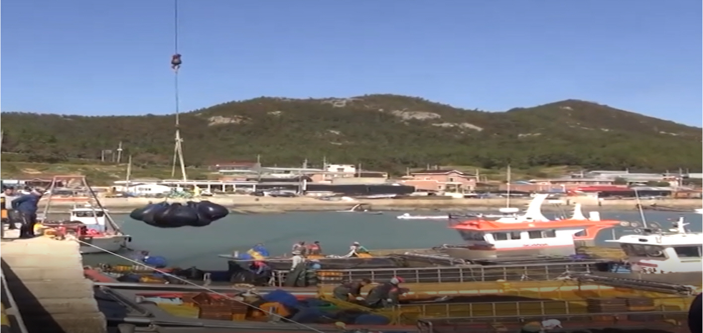 진도군, ‘곱창김’으로 전국 첫 위판 시작 이미지