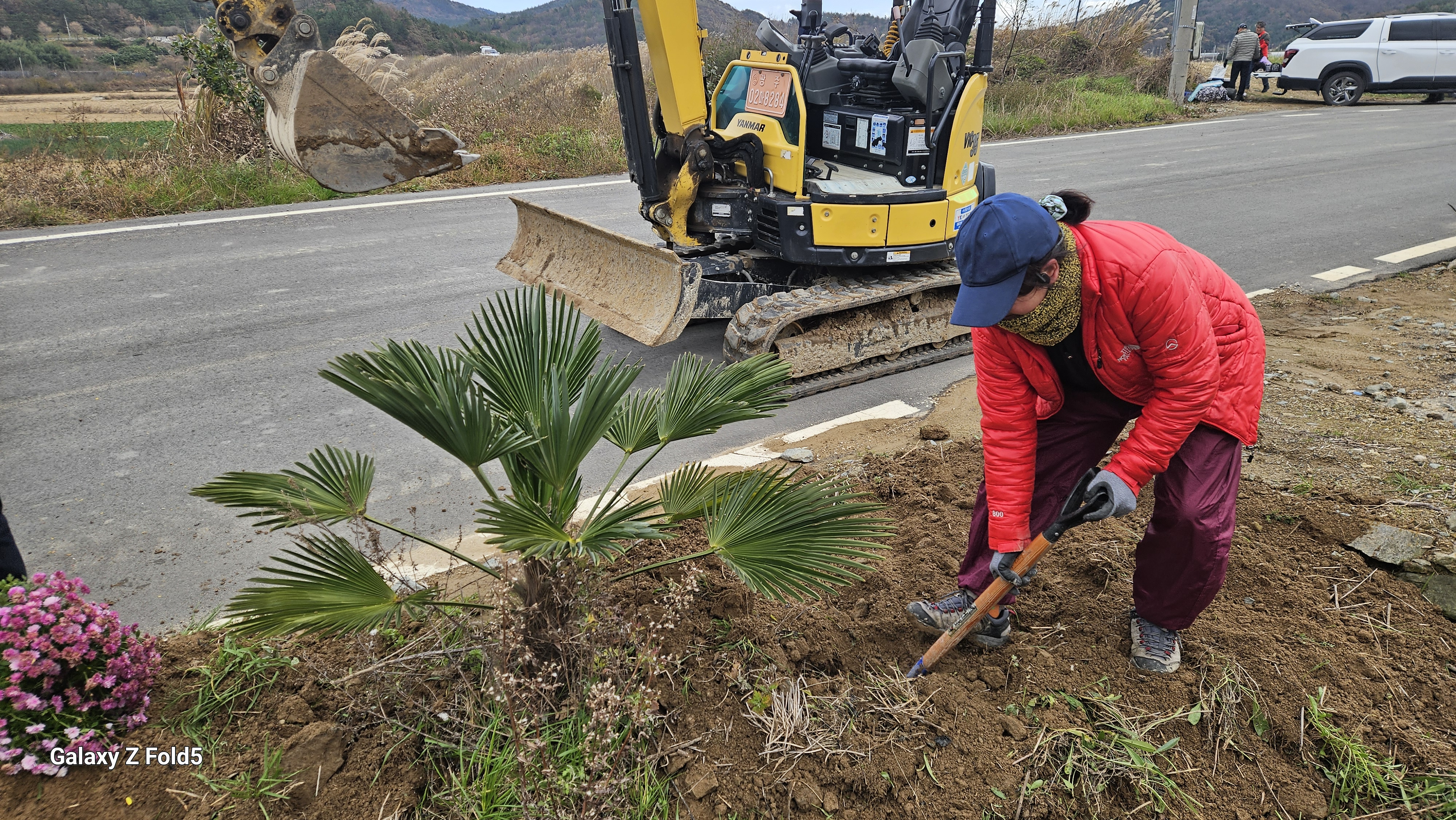 하굴마을 국화꽃길 만들기 첨부#2