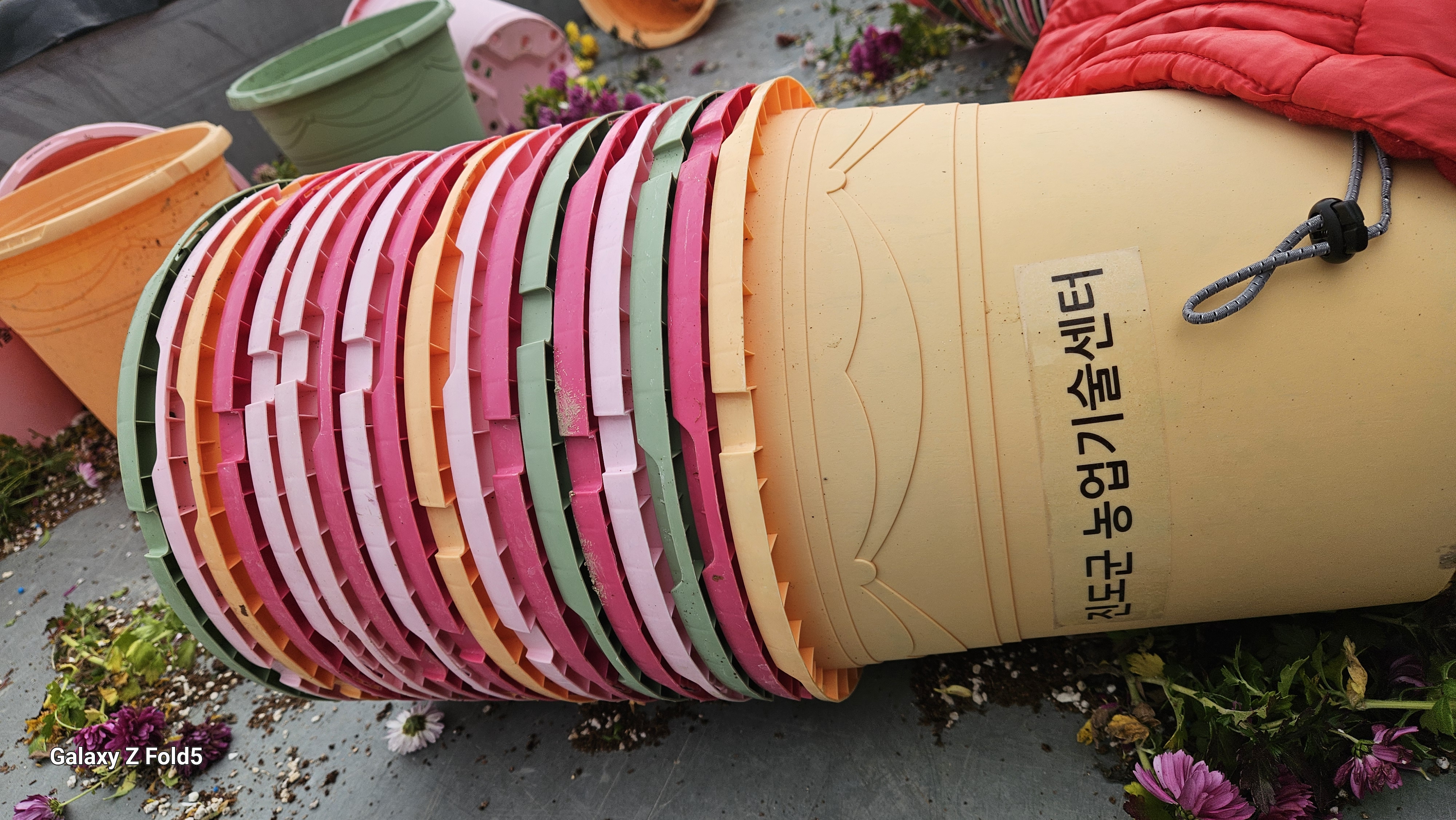 하굴마을 국화꽃길 만들기 첨부#3