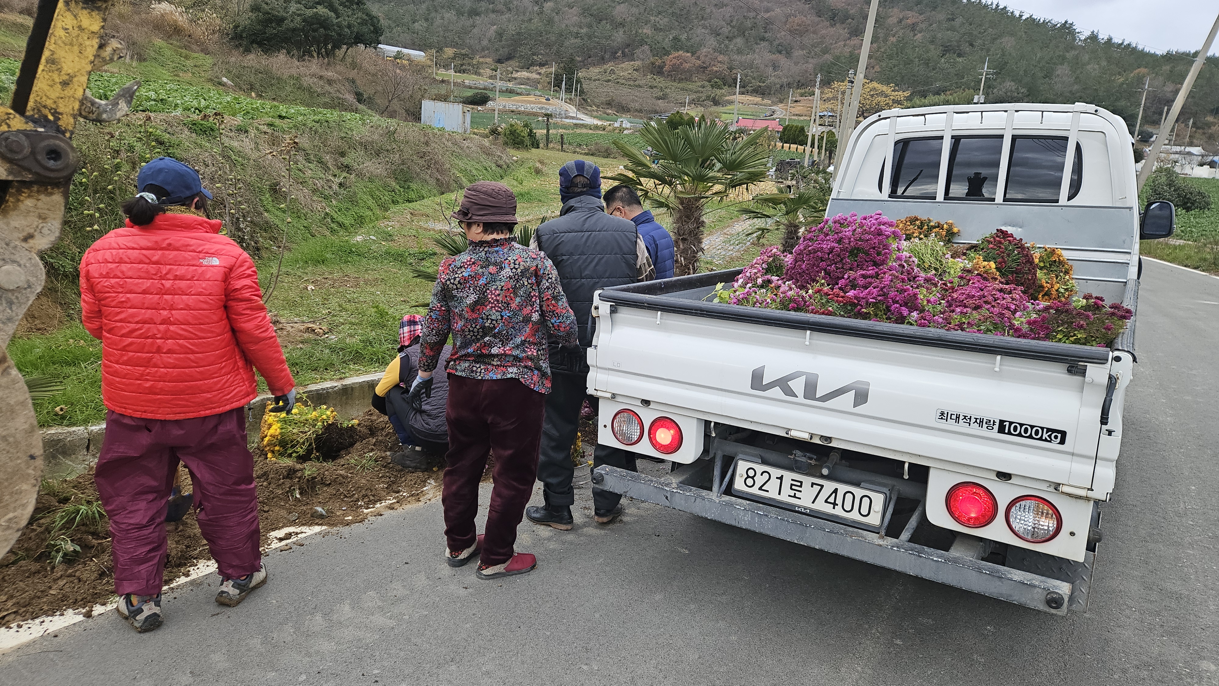 하굴마을 국화꽃길 만들기 첨부#4