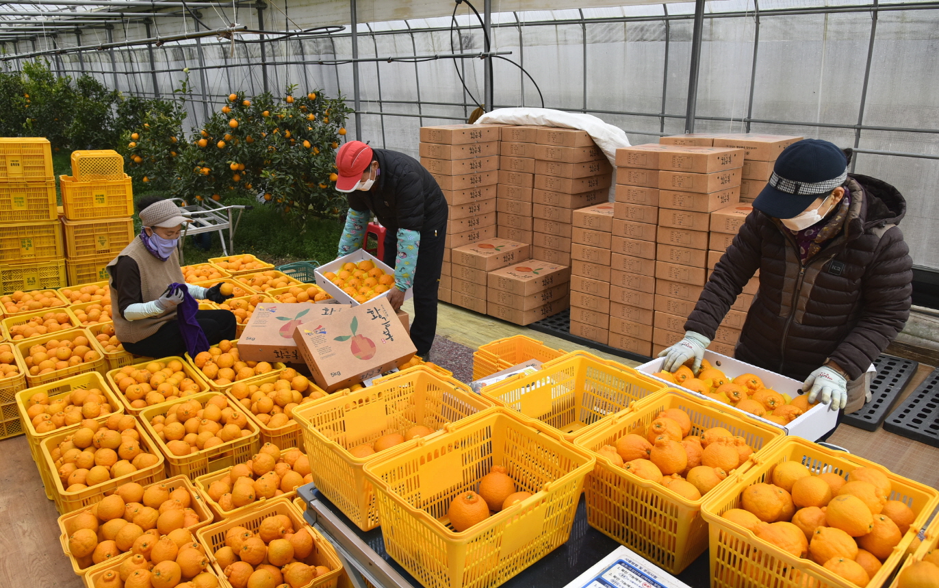 올해 설 명절 선물로 진도 한라봉·레드향 어때요? 이미지