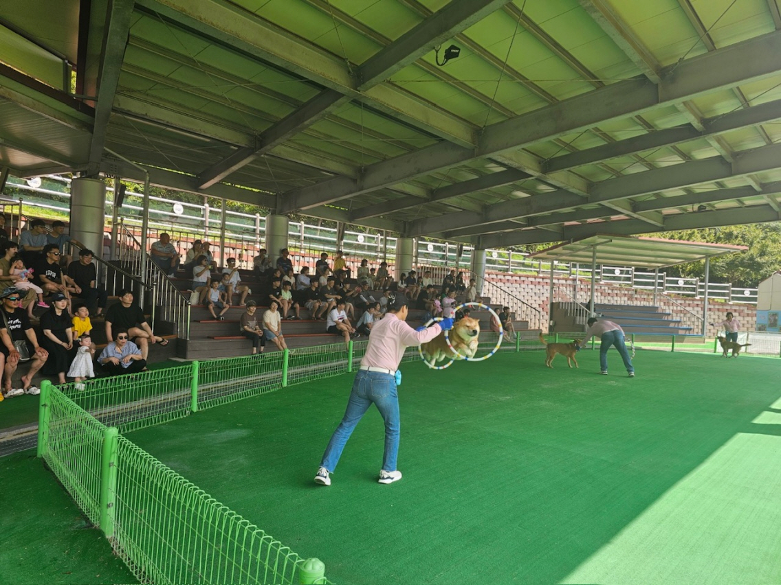 설날에는 진도개 테마파크로 오세요 이미지