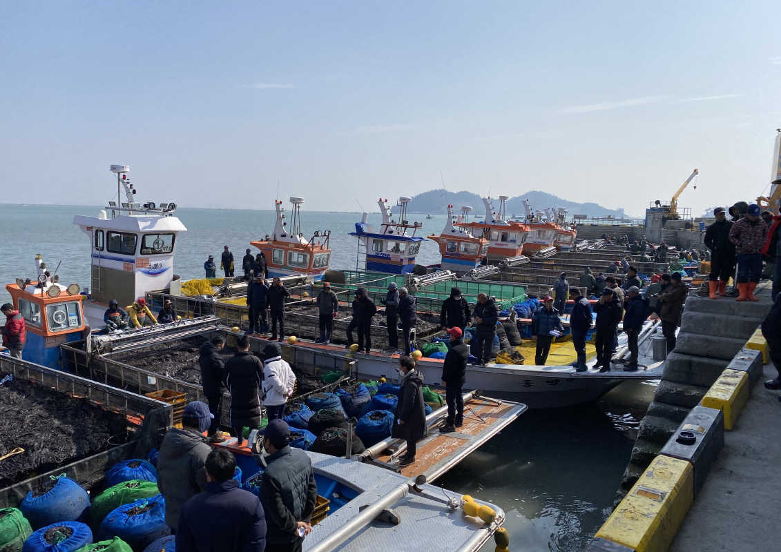 진도군, 물김 산업 활성화 위해 5억 9천만 원 긴급 투입 이미지