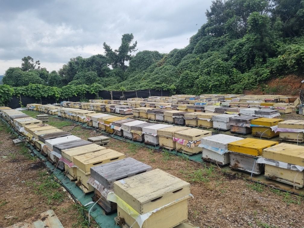 진도군, 양봉농가 사육현황 실태조사로 양봉산업 육성 이미지