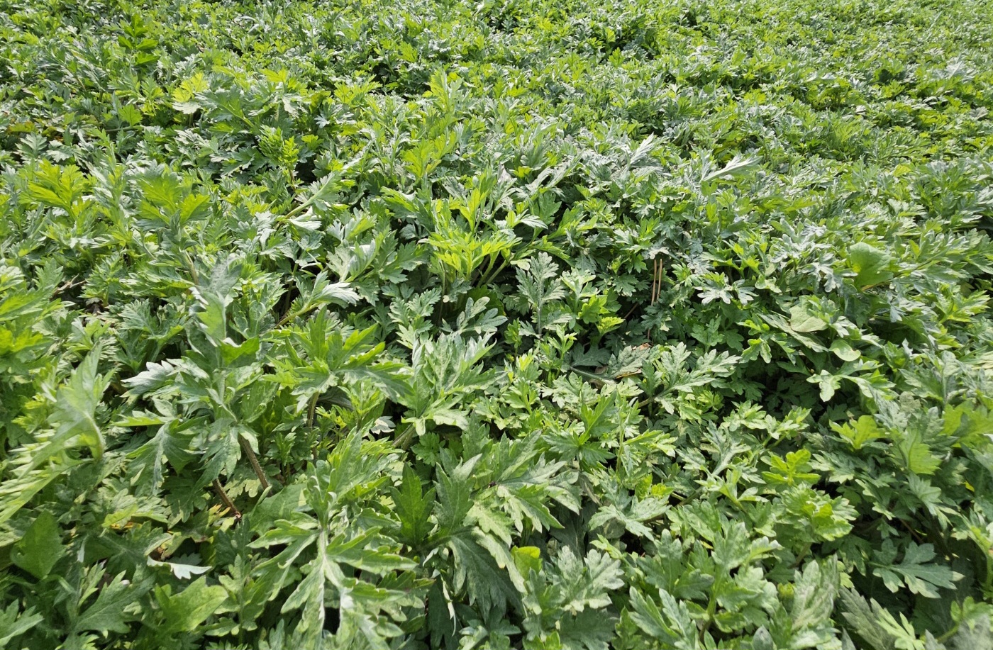 봄기운 가득 머금은 ‘진도 조도 쑥’ 수확 한창 이미지