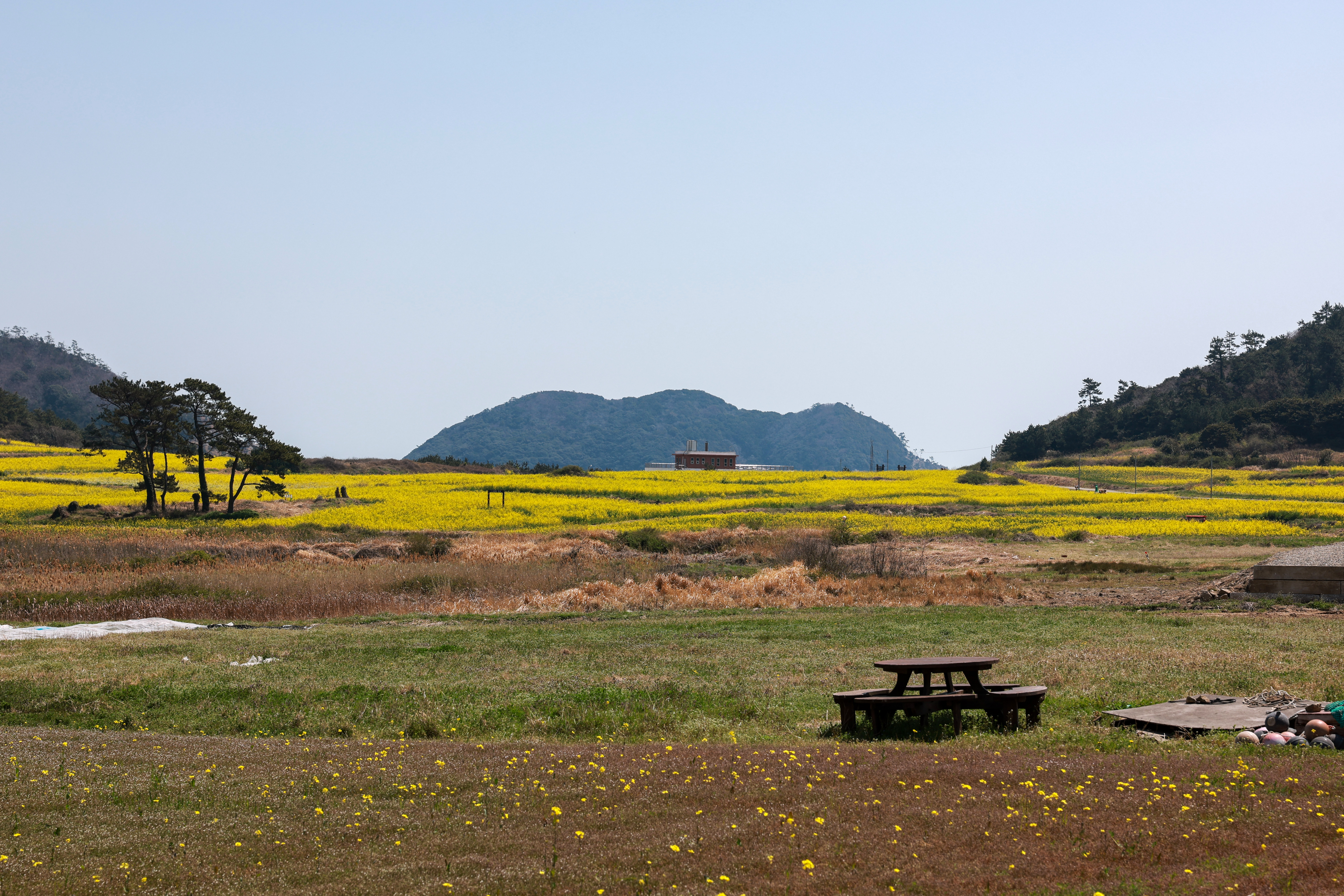 2025 보배섬 유채꽃 축제 사전 점검 첨부#5