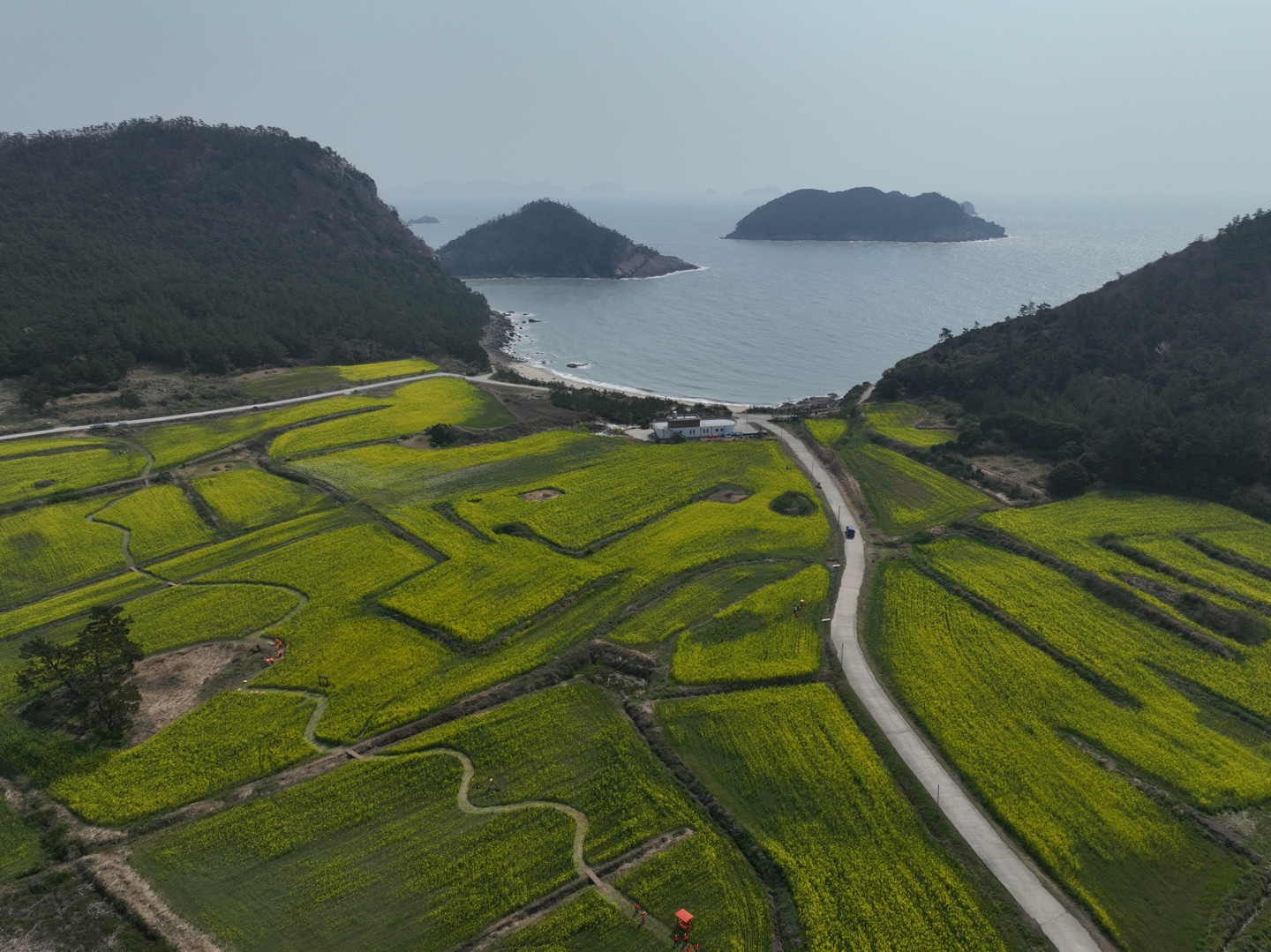진도군 보배섬 유채꽃 축제, 봄의 향기 가득한 축제의 시작! 이미지