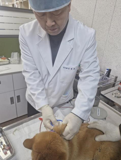 진도군, 천연기념물 진도개 의료 복지 혁신적 향상 이미지