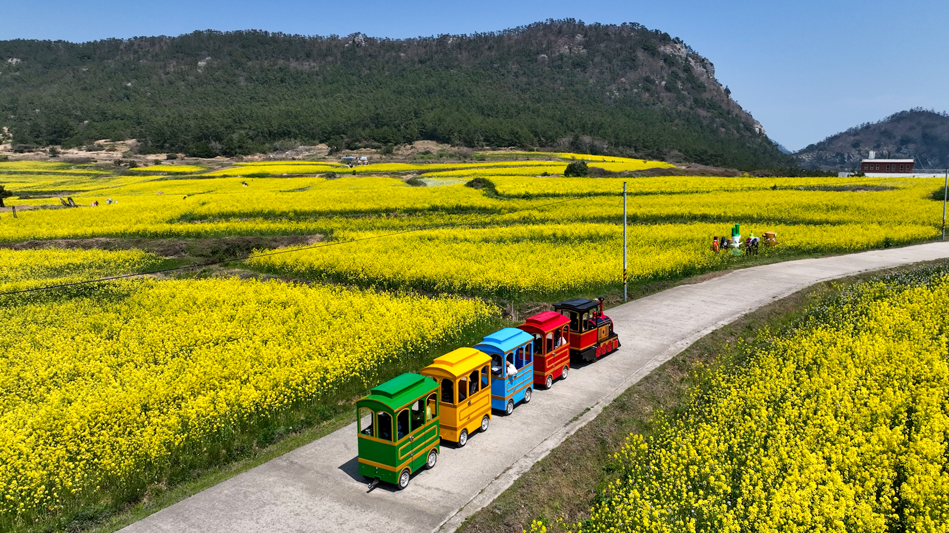2025 보배섬 유채꽃 축제 첨부#7