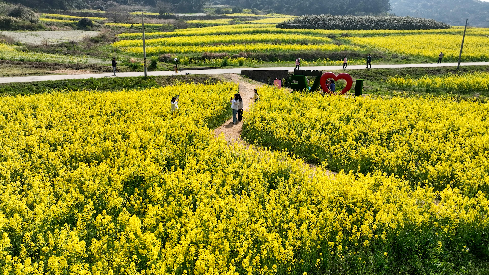 2025 보배섬 유채꽃 축제 첨부#8