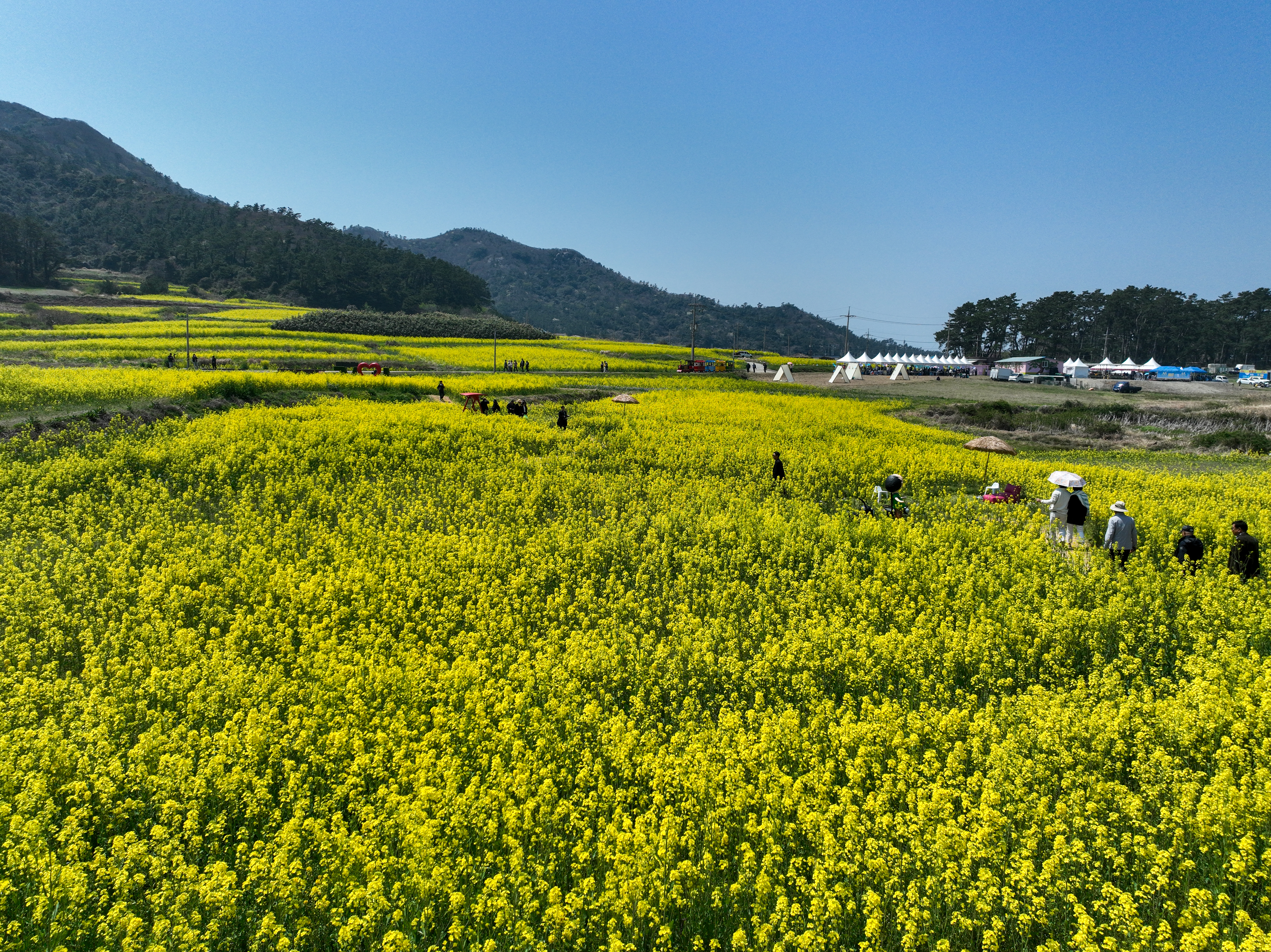 2025 보배섬 유채꽃 축제 첨부#9