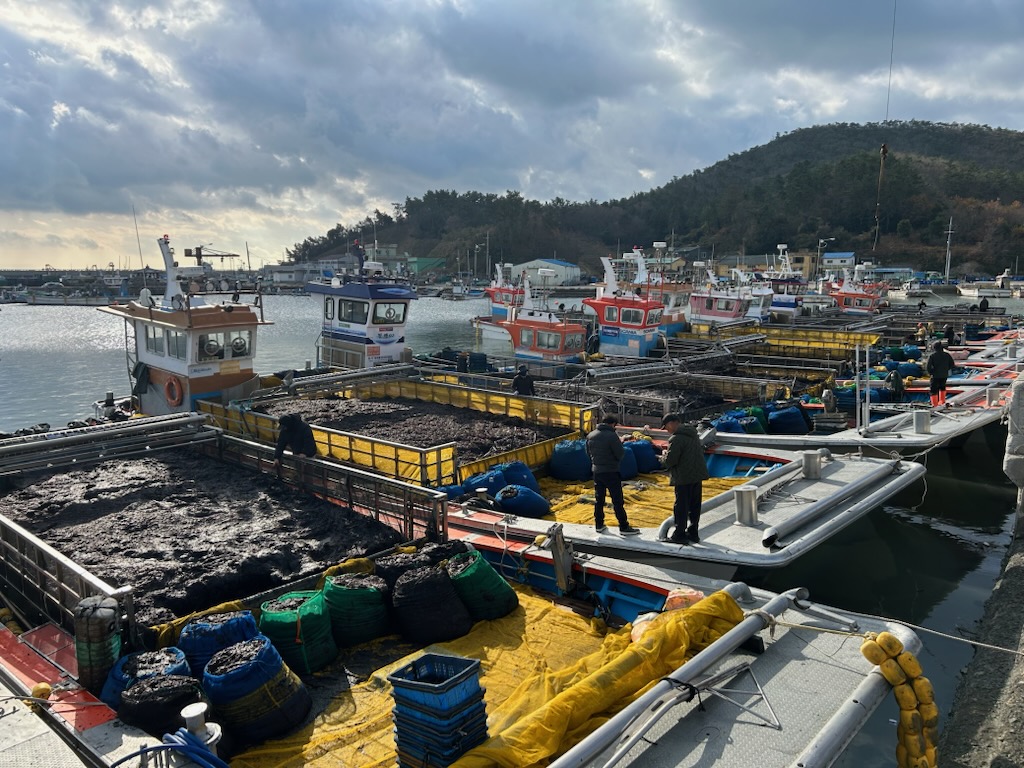 진도군, 2025년 물김 위판액 2,490억 원 ‘전국 1위’ 달성 이미지