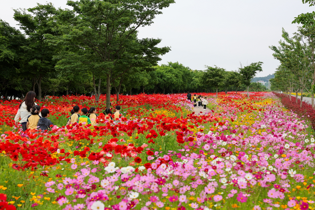 걷기만 해도 힐링, 진도군 백조호수공원 ‘꽃길 걸어요’ 이미지