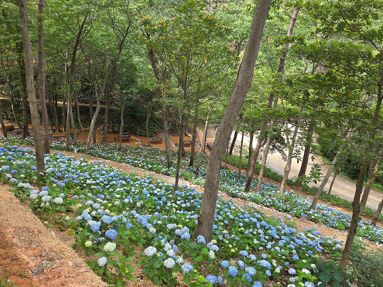 수국공원 이미지