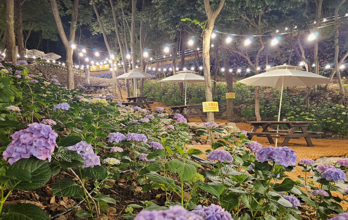 진도군, ‘운림 수국의 밤’ 관심 집중 이미지