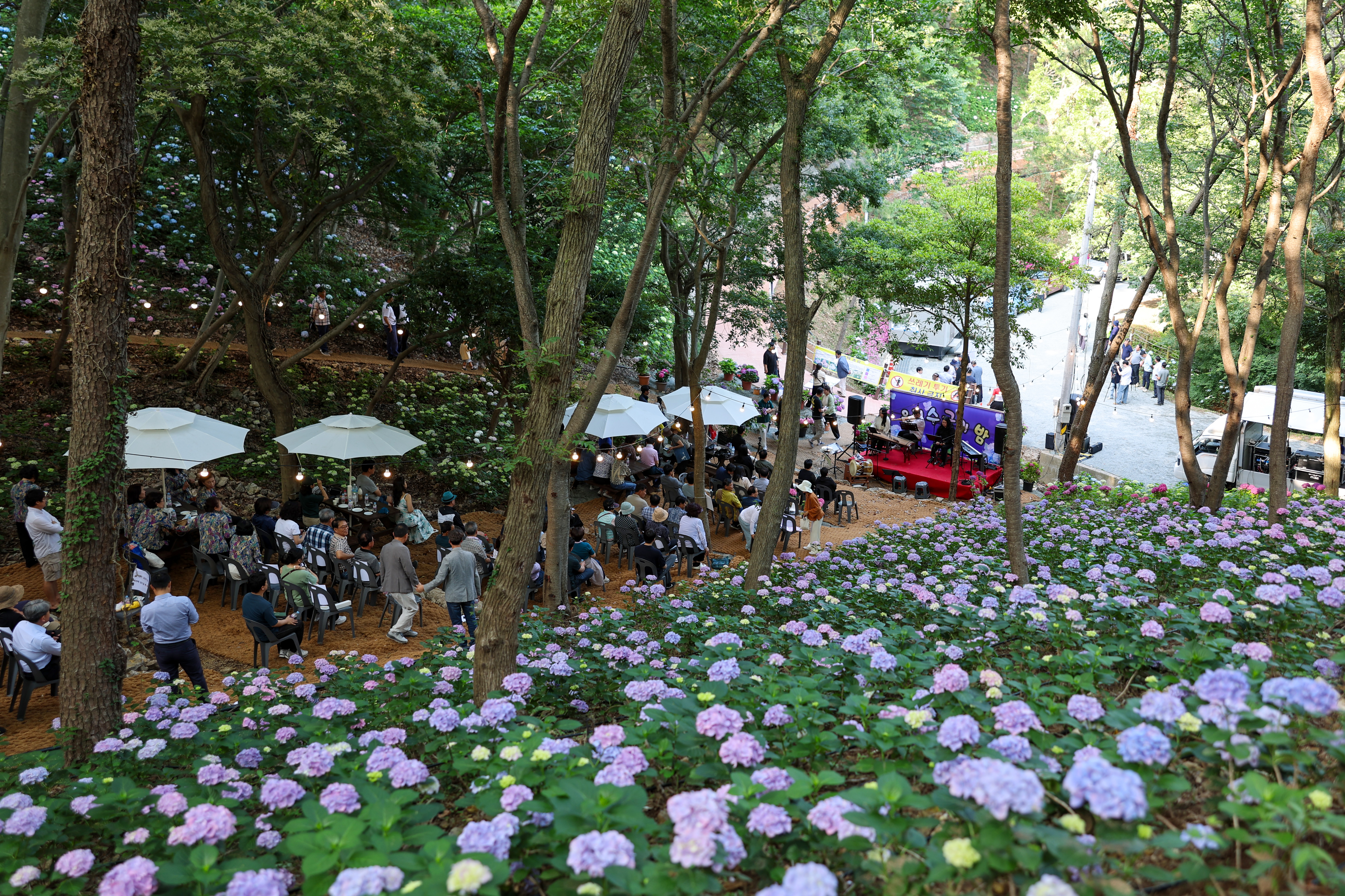 운림수국의 밤 이미지