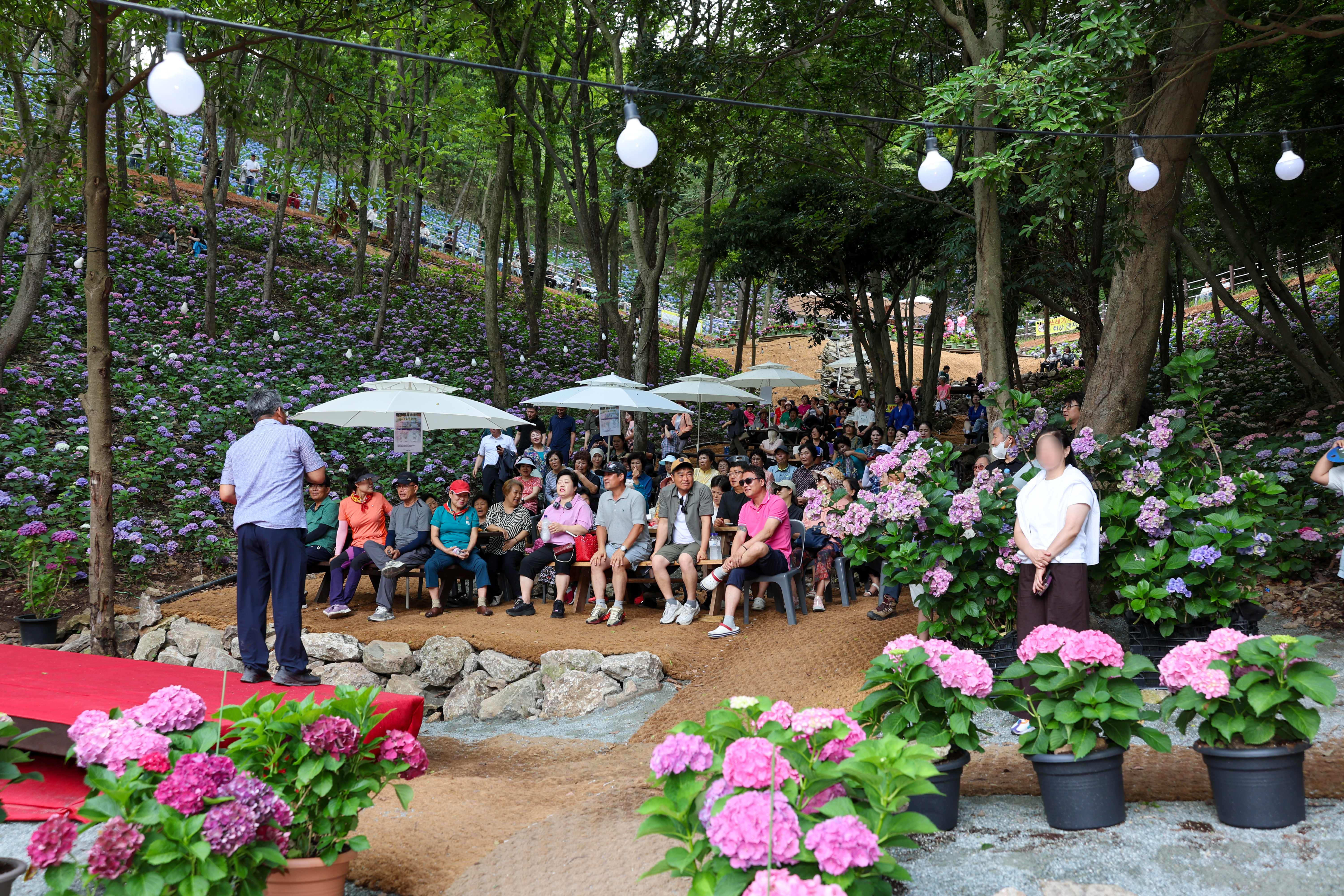 운림 수국의 밤 작은 음악회 이미지