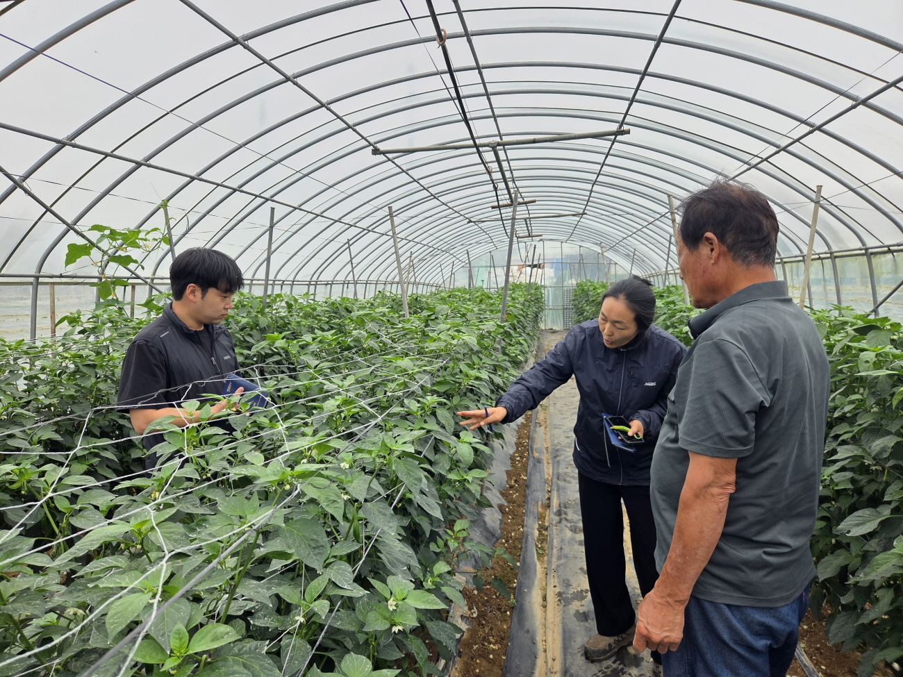 진도군, 본격적인 장마철 시작, ‘고추 병해충 주의’ 당부 이미지