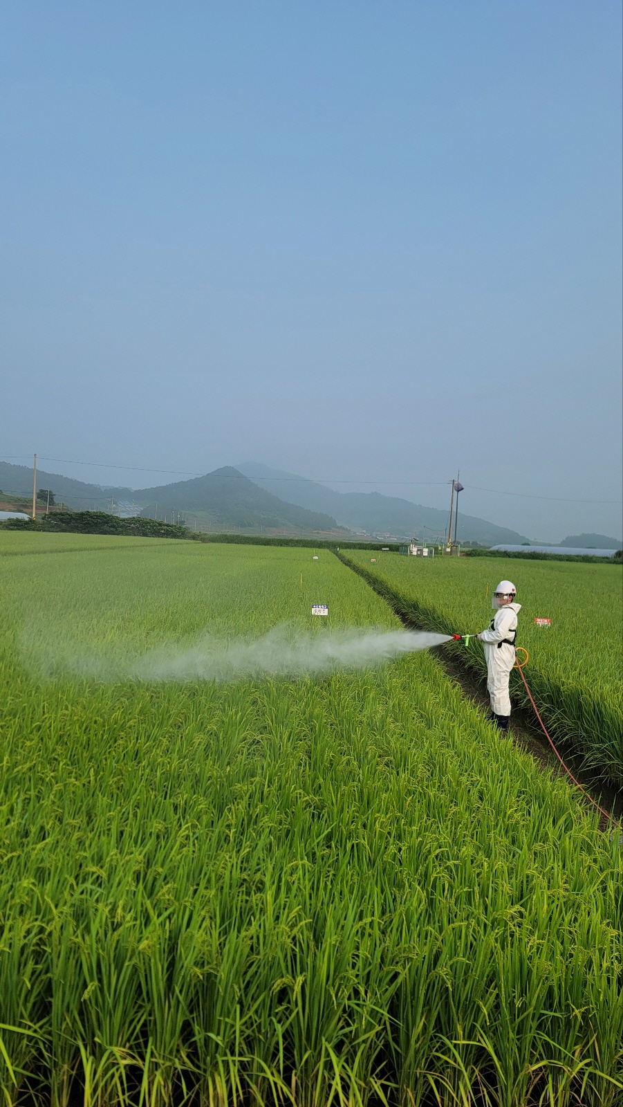 진도군, ‘벼 병해충 종합방제 기간’ 운영 이미지
