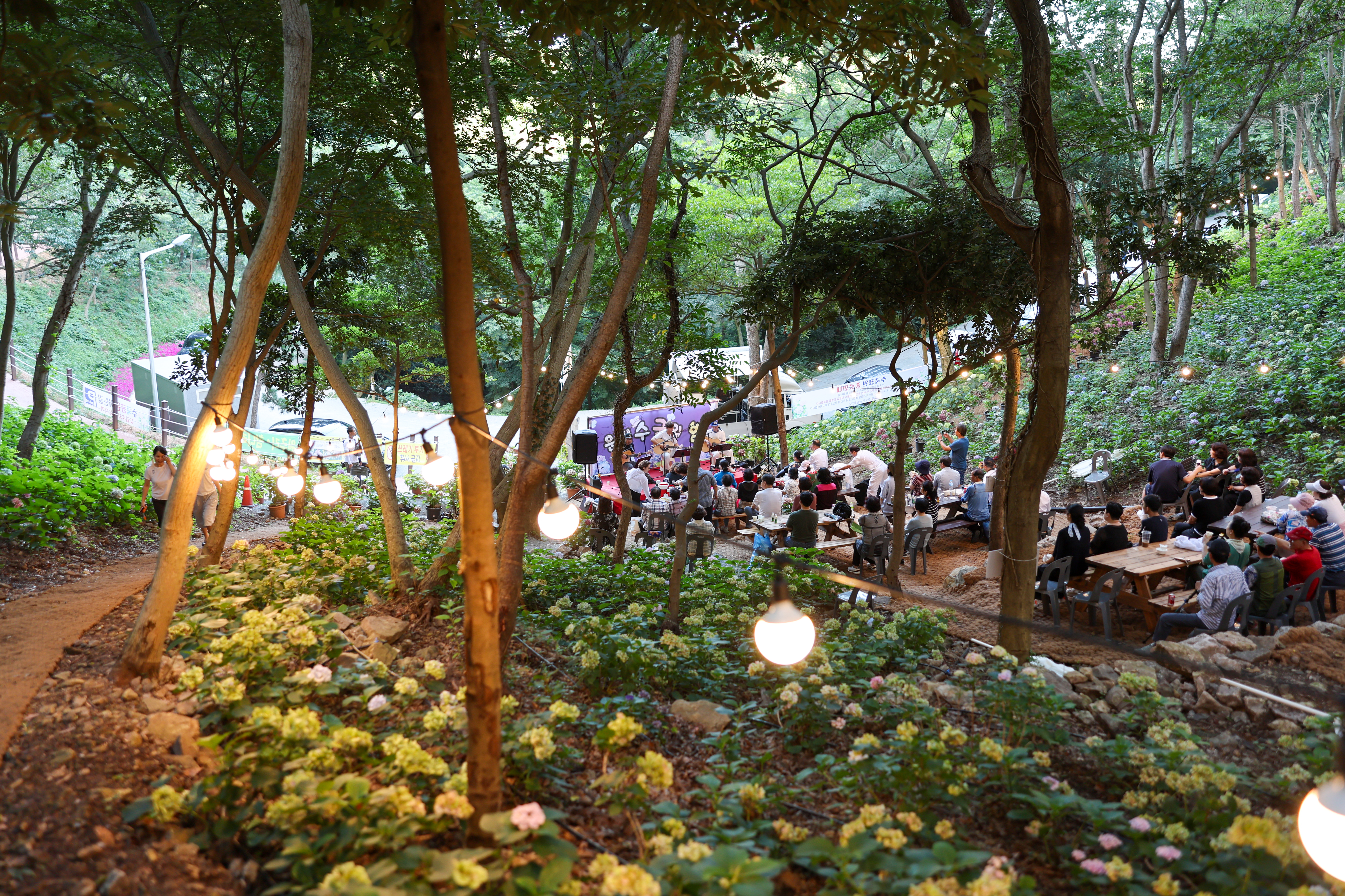 운림수국의 밤 이미지