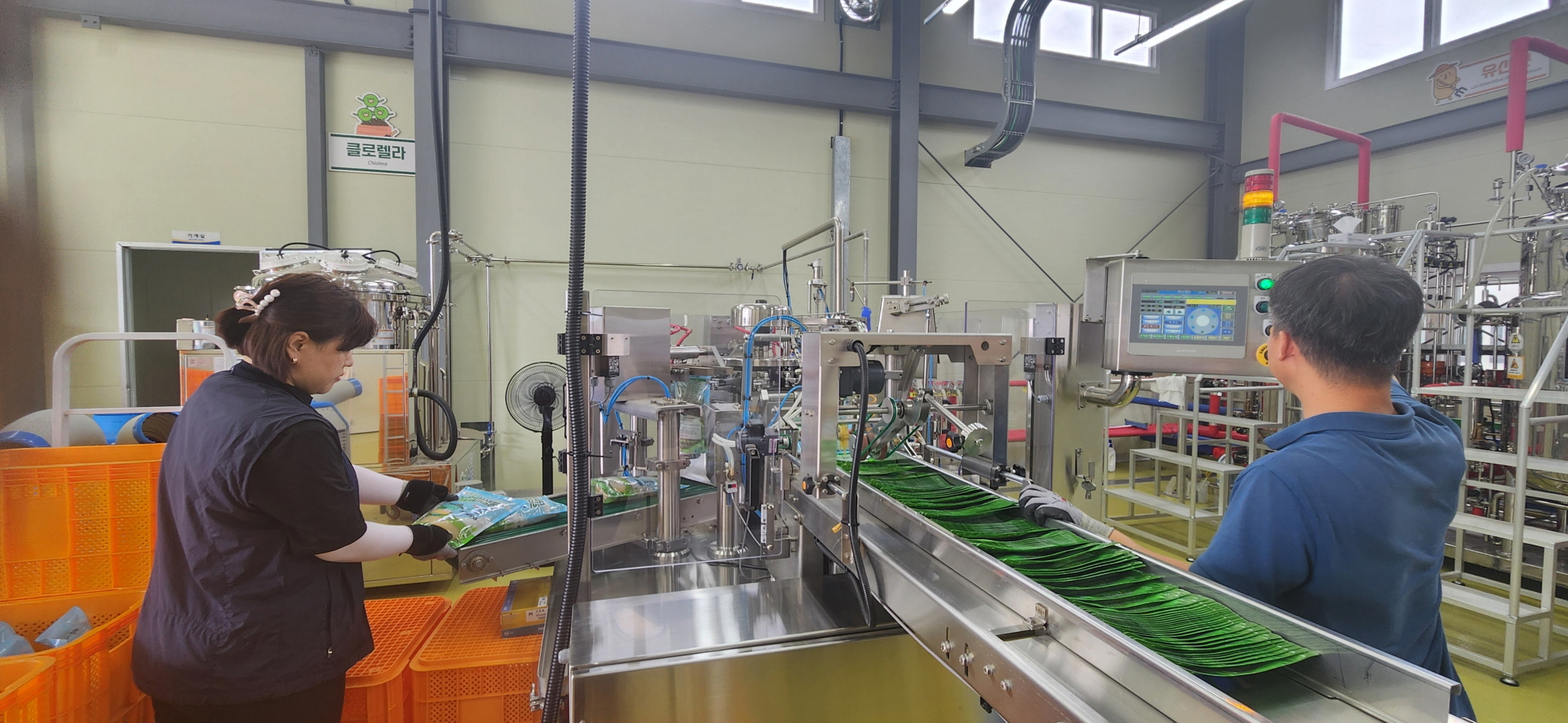 진도군농업기술센터, 대파 흑색썩음균핵병 저감 특허 미생물(버크홀데리아 파이로시니아) 공급 추진 이미지