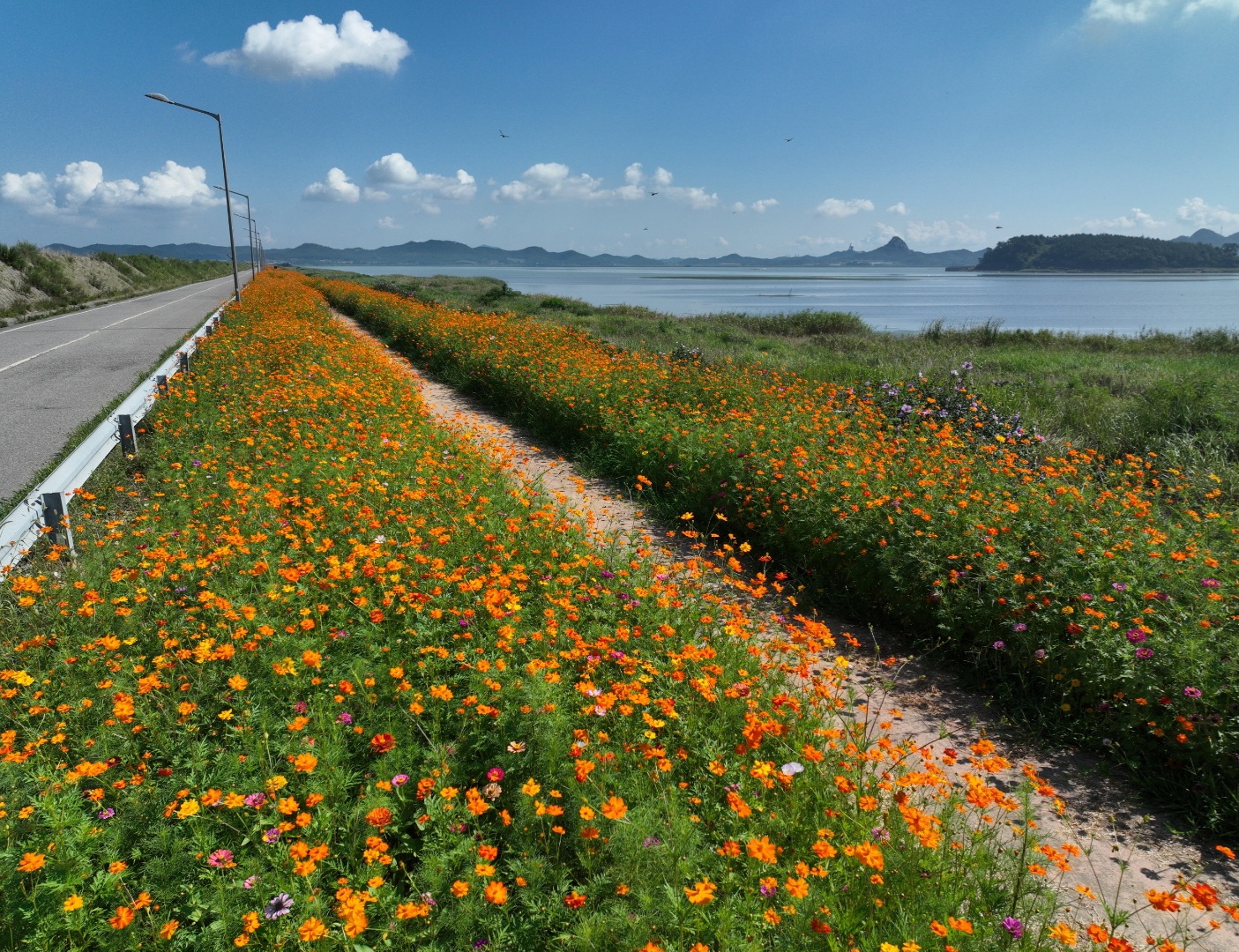 진도군 나리방조제, 만개한 꽃 물결… 가을 정취 물씬 이미지