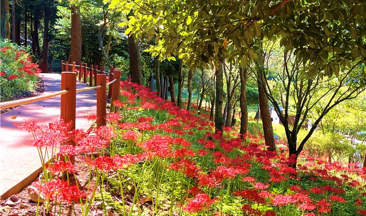 진도군, ‘운림산림욕장 꽃무릇’ 개화 이미지