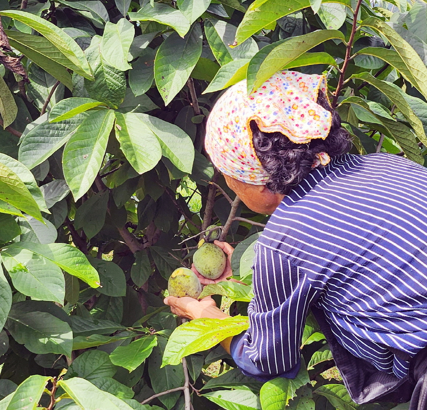 진도군, 친환경 특산품 포포 열매 본격 출하 이미지