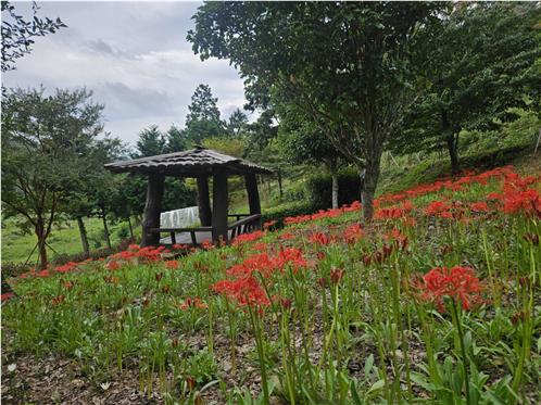 진도군, 운림산림욕장에서 ‘꽃무릇 숲속 음악회’ 개최 이미지
