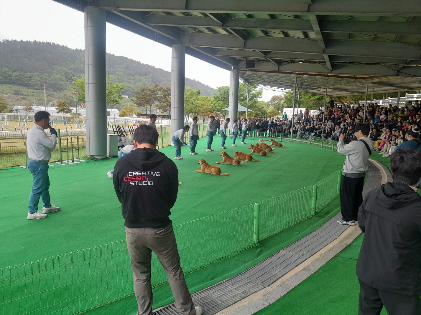 진도군, 추석 연휴 진도개 Dog스포츠 특별 공연 이미지