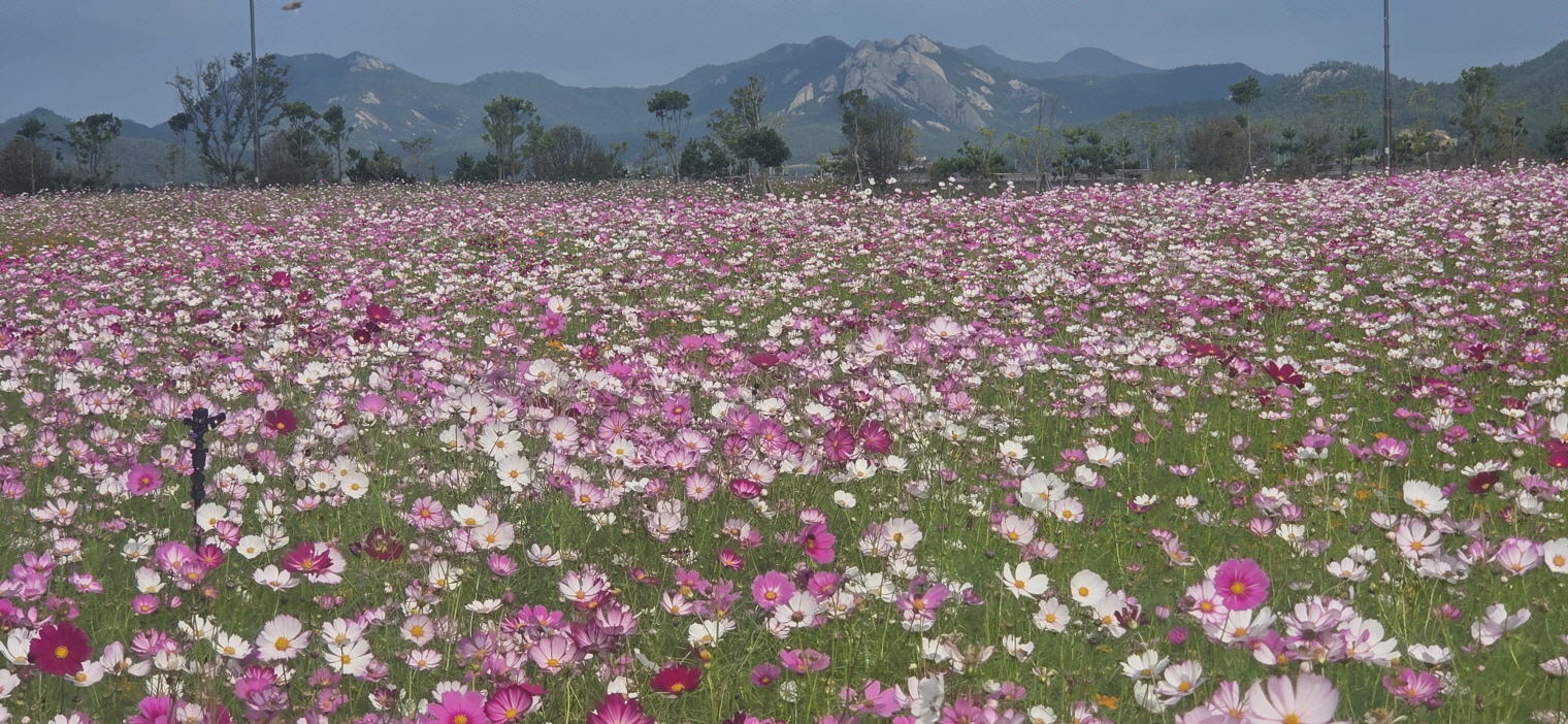 진도군, 진도항과 서망항에 ‘가을 코스모스 꽃밭’ 조성 이미지