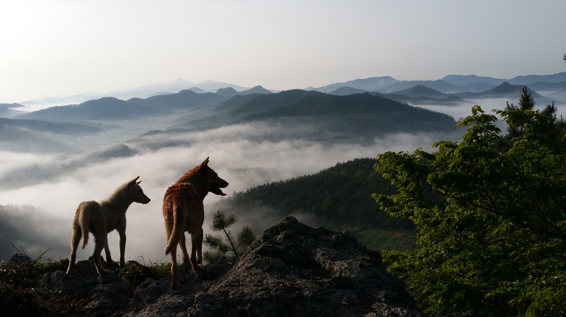 진도군, 천연기념물 진도개 보존관리비 지급 완료 이미지