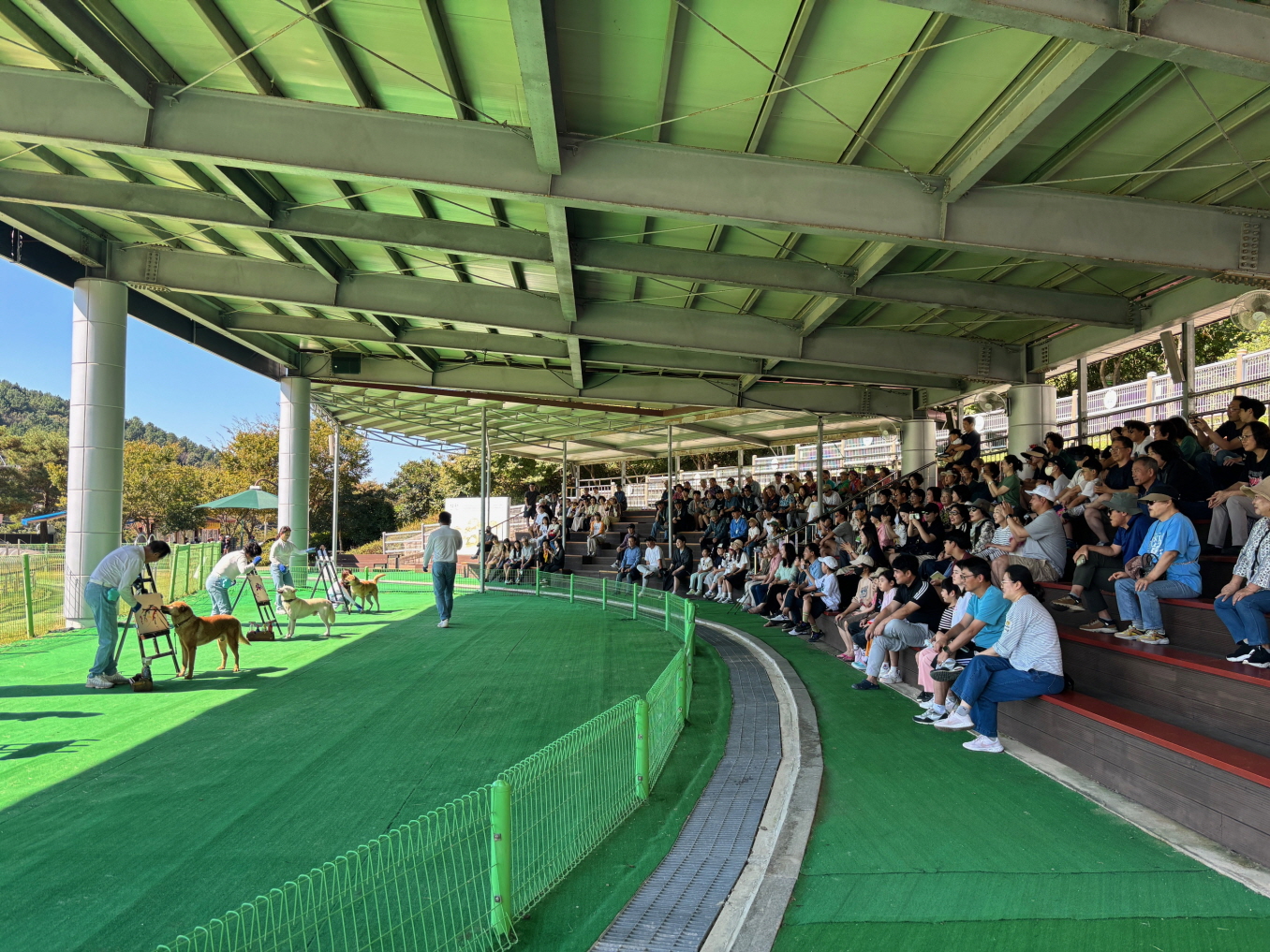 진도군, 추석 황금연휴 진도개 Dog 스포츠 등 성황 이미지