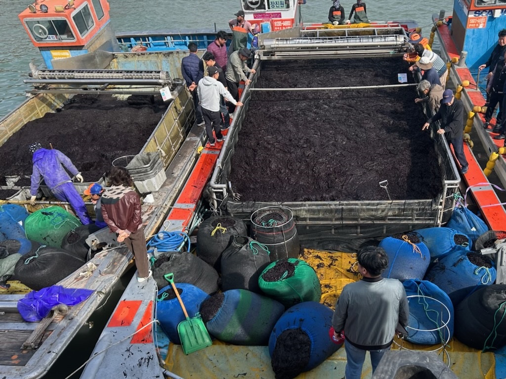 진도군, 곱창김 전국 첫 위판 시작 이미지