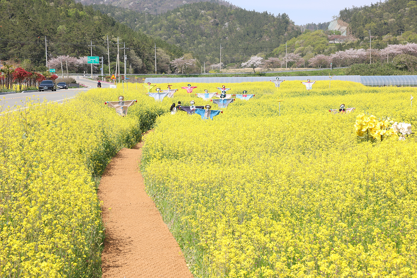 유채꽃 이미지