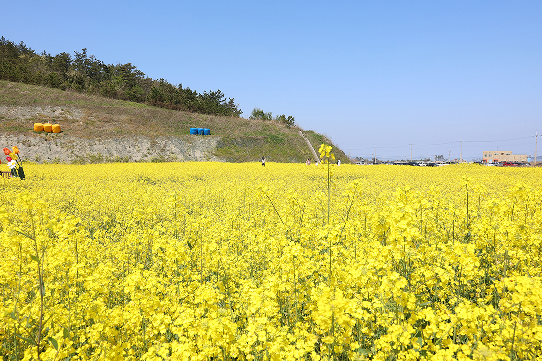 유채꽃 이미지